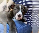 Small American Staffordshire Terrier-Boxer Mix