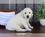 Small #1 English Cream Golden Retriever
