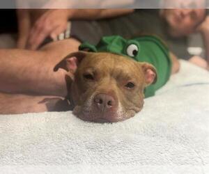 Mutt Dogs for adoption in Orlando, FL, USA