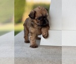 Small #3 Brussels Griffon