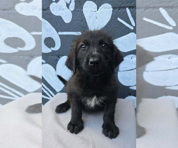 Medium Photo #2 Labrador Retriever-Unknown Mix Puppy For Sale in Brewster, NY, USA