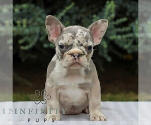 French Bulldog Puppy for sale in EAST EARL, PA, USA