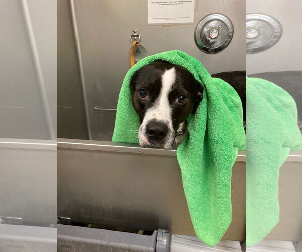 Medium Photo #5 Mutt Puppy For Sale in Virginia Beach, VA, USA