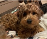 Image preview for Ad Listing. Nickname: Choco