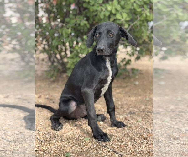 Medium Photo #3 Doberman Pinscher-Labrador Retriever Mix Puppy For Sale in PIPE CREEK, TX, USA