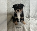 Small Photo #36 Miniature Australian Shepherd Puppy For Sale in QUINCY, CA, USA