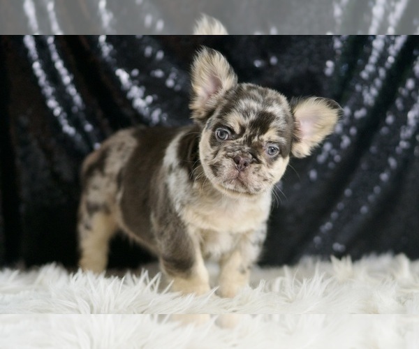 Medium Photo #91 French Bulldog Puppy For Sale in WARSAW, IN, USA