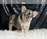 Small Photo #91 French Bulldog Puppy For Sale in WARSAW, IN, USA