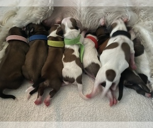 Havamalt Puppy for sale in GRANGER, IN, USA