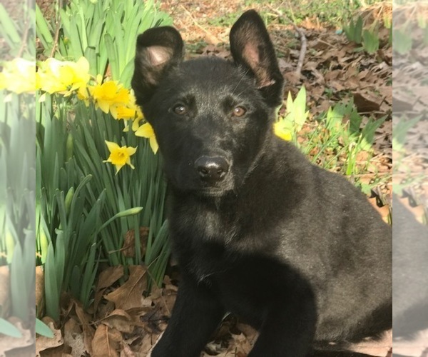 Medium Photo #1 German Shepherd Dog Puppy For Sale in FORDLAND, MO, USA