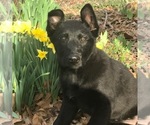Small Photo #1 German Shepherd Dog Puppy For Sale in FORDLAND, MO, USA