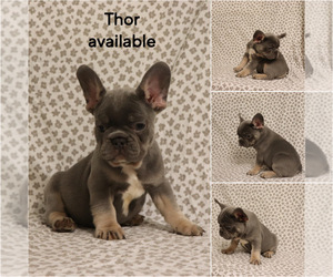 French Bulldog Puppy for sale in MANCHESTER, MI, USA