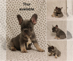 Image preview for Ad Listing. Nickname: Thor