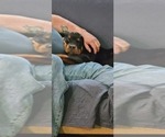Small #3 Rottweiler