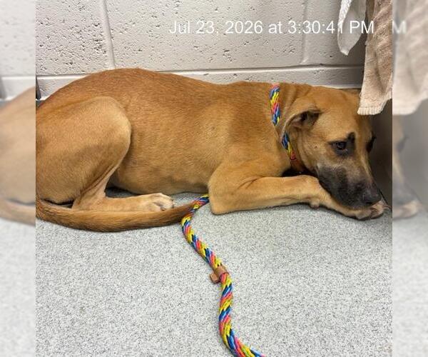 Medium Photo #1 Black Mouth Cur Puppy For Sale in Ocala, FL, USA
