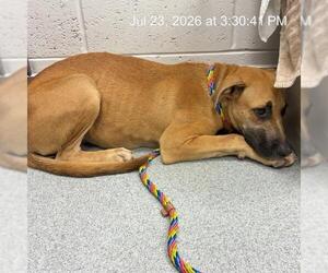 Black Mouth Cur Dogs for adoption in Ocala, FL, USA