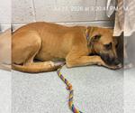 Small Black Mouth Cur