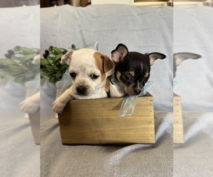 Chihuahua Puppy for sale in OAKDALE, CA, USA