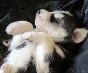 Siberian Husky Puppy for sale in ADAMS CITY, CO, USA