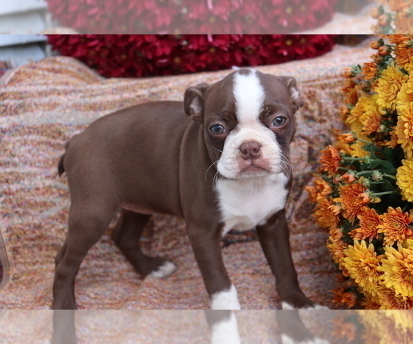 Medium Photo #1 Boston Terrier Puppy For Sale in SHILOH, OH, USA