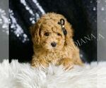 Small #2 Poodle (Toy)