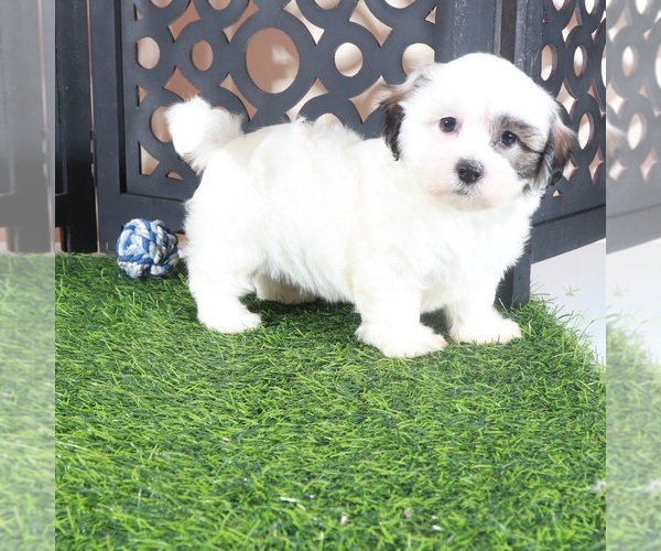 Medium Photo #2 Zuchon Puppy For Sale in MOUNT VERNON, OH, USA