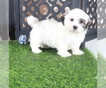 Small #1 Zuchon