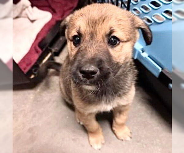 Medium Photo #1 German Shepherd Dog Puppy For Sale in Houston, TX, USA