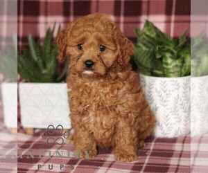 Cavapoo Puppy for sale in PARADISE, PA, USA