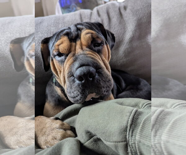 Medium Photo #1 Mutt Puppy For Sale in St. Louis Park, MN, USA