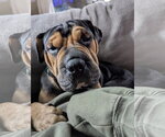 Magoo - Male Mutt Dog for Adoption - Small photo