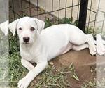 Small #11 Labrador Retriever Mix