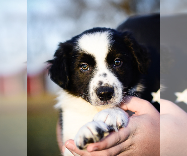 Medium Photo #16 Border Collie Puppy For Sale in STRAFFORD, MO, USA