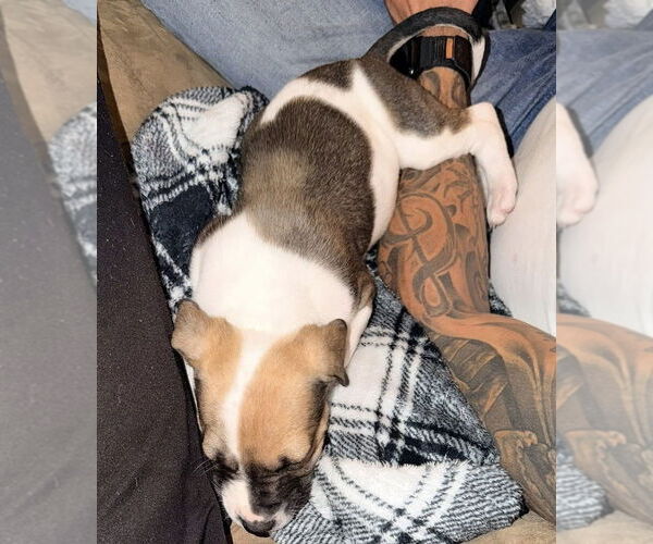 Medium Photo #4 Mutt Puppy For Sale in OKLAHOMA CITY, OK, USA