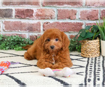 Small #4 Cavapoo (Miniature)