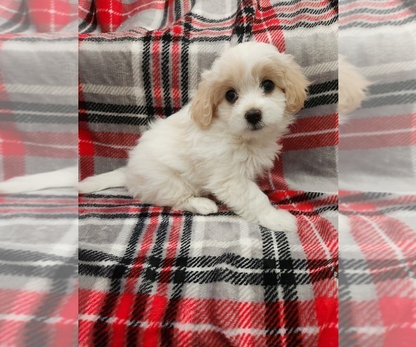 Medium Photo #5 Maltese-Poodle (Toy) Mix Puppy For Sale in GRANDVILLE, MI, USA