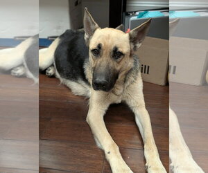 Harley (Planet mama) - Female German Shepherd Dog Dog for Adoption - Photo #6