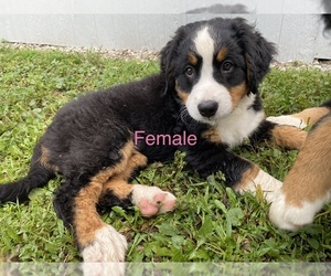 Bernese Mountain Dog Puppy for sale in WHITESTOWN, IN, USA