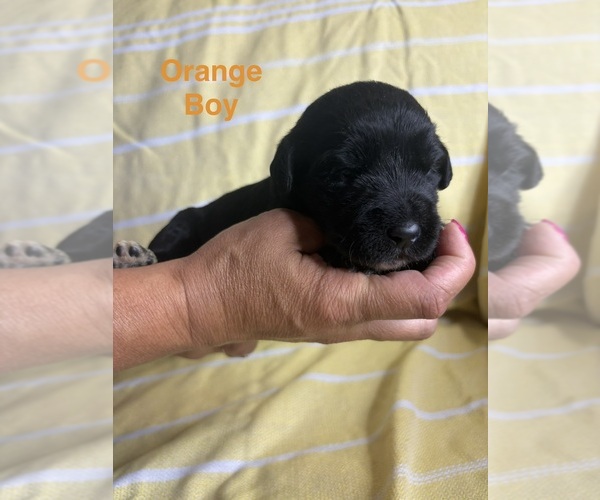Medium Photo #2 Labradoodle Puppy For Sale in OWENTON, KY, USA
