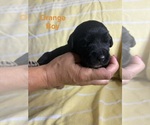 Small #1 Labradoodle