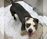 Small American Pit Bull Terrier