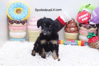 Wapoo Puppy for sale in LAS VEGAS, NV, USA