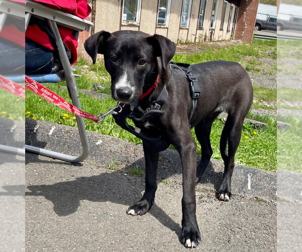 Medium Photo #20 Labrador Retriever-Unknown Mix Puppy For Sale in Canton, CT, USA