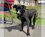Small #19 Labrador Retriever Mix