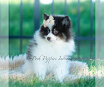 Small Photo #18 Pomeranian Puppy For Sale in WARSAW, IN, USA