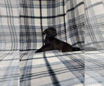 Small Photo #4 Chug Puppy For Sale in Lincolnwood, IL, USA