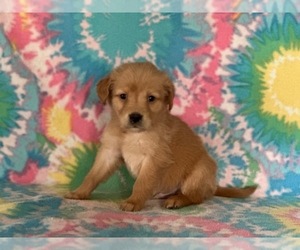Golden Retriever Puppy for sale in LANCASTER, PA, USA