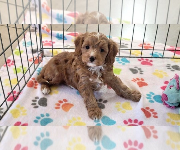 Medium Photo #5 Cavapoo (Miniature)-Poodle (Toy) Mix Puppy For Sale in ORO VALLEY, AZ, USA