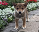Small Shiba Inu