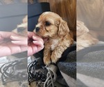 Small #3 Cavapoo (Miniature)